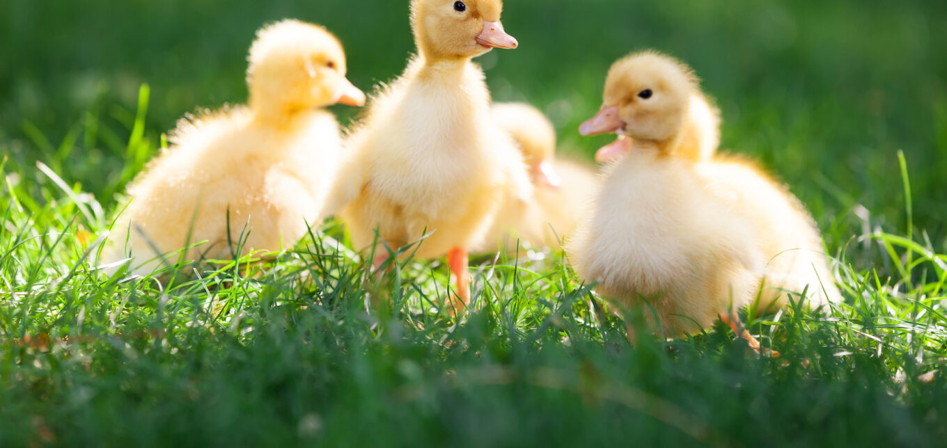 Can A Chicken Raise A Duck? – Mother Earth News - Vimarsana News